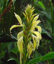 Cautleya gracilis